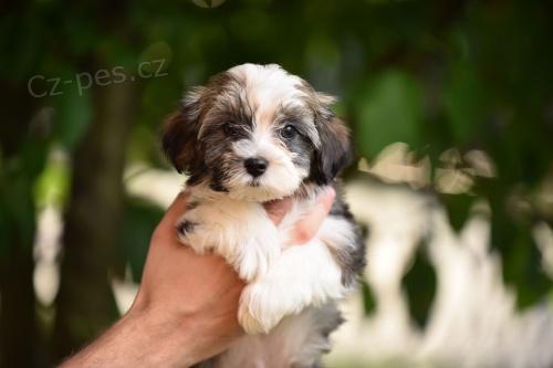 Havanese bichon �t��ata