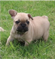 Francouzsk� buldo�ky jsou k dispozici k adopci