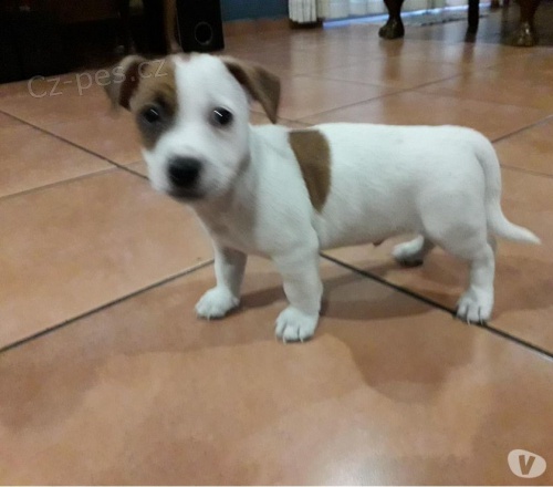 malými štěňátky Jacka Russella malými štěňátky Jacka Russella
