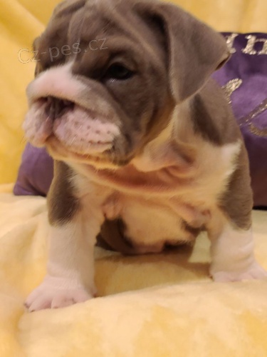 M�me k dispozici �t��ata anglick�ho buldoka