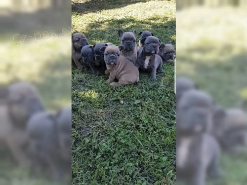 Cukrbonb�n �t��ata Francouzsk�ho buldoka 