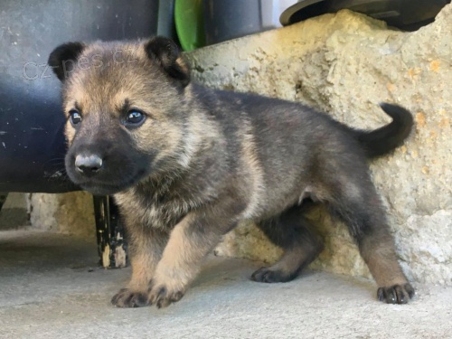 Německý ovčák s PP štěnátka  Německý ovčák s PP štěnátka