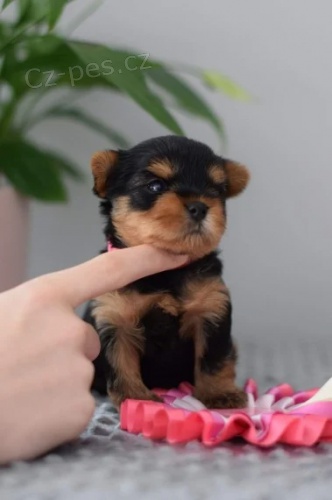 york��rsk� teri�r (�ist� plemeno)