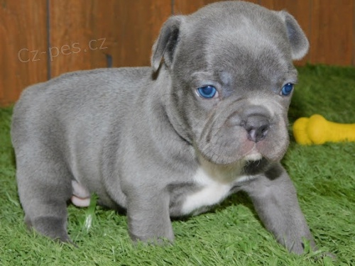 Francouzsk� buldo�ek