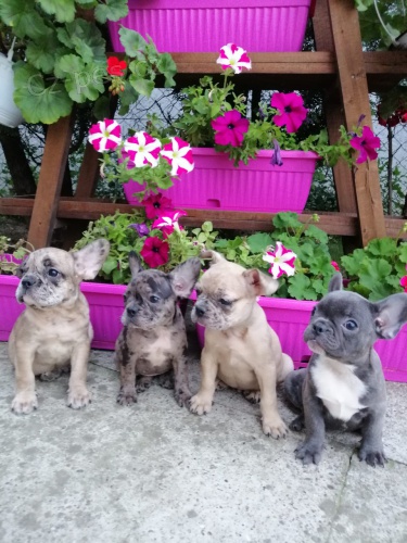 Francouzsk� buldo�ek