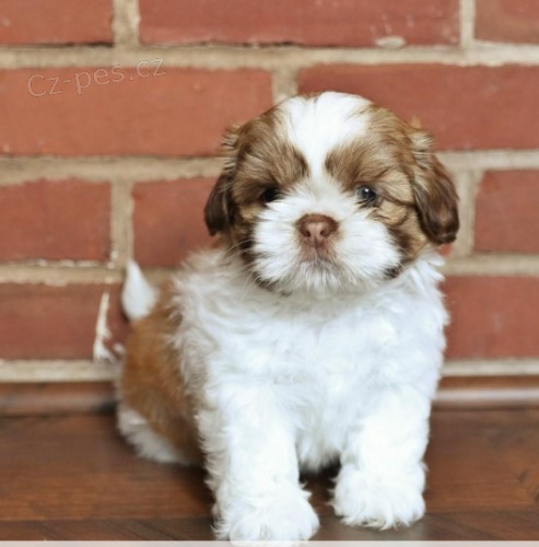 Zdrav� �t��ata Shih Tzu k adopci