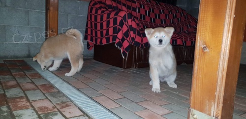 štěňata akita americka   jsou vám k dispozicii. štěňata akita americka   jsou vám k dispozicii.
