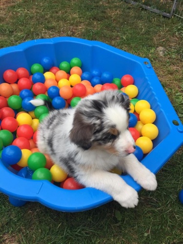 2 Australsk� ov��k pro nov� rodi�e