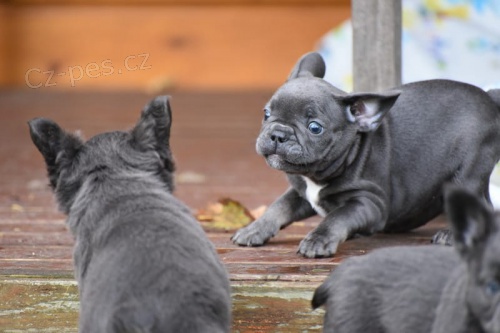 �t��ata modr�ho. francouzsk�ho buldo�ka p�ipravena j�t co nejd��ve