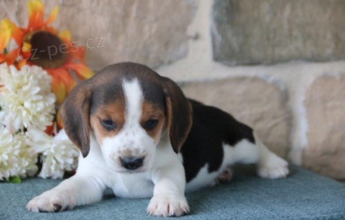 Kr�sn� beagle �t���tka k adopci.