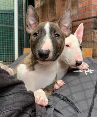 Miniaturn� �t��ata BullTerrier pro nov� domovy