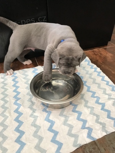 adoptovat �t�n� Cane Corso