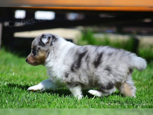 dispozici jsou štěňata shetlandských ovčáků (Sheltie) dispozici jsou štěňata shetlandských ovčáků (Sheltie)