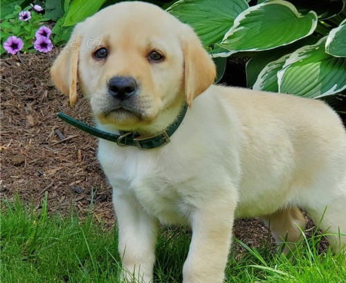 LABRADOR DÁREK LABRADOR DÁREK