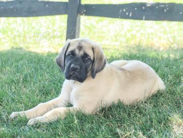 �t���tka BULLMASTIFF