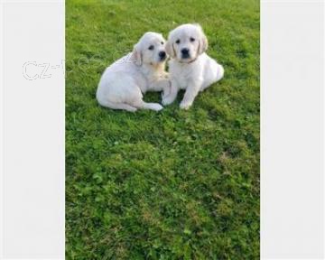 �t��ata zlat�ho retr�vra