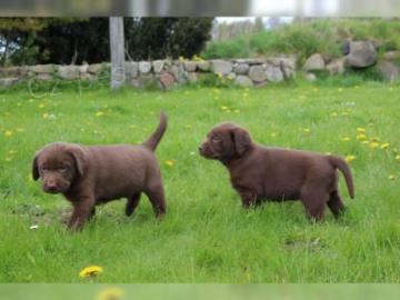 �t��ata labradorsk�ho retr�vra k adopci