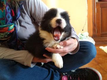 P��telsk� �t���tka Border Collie k adopci