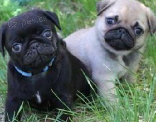 Vynikaj�c� Mops �t��ata k adopci