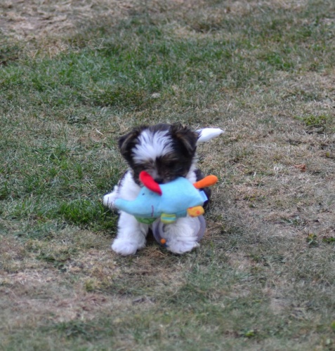 b�l� Jork��rsk� teri�r hledat �t��ata nov�ch domov� k adopci.