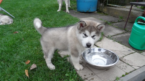 Alja�sk� d�ti Malamute jsou k dispozici co nejd��ve