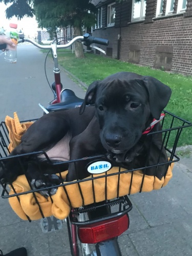 2 Americk� pitbulteri�r pro nov� domy