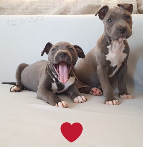 Americk� pitbulteri�r pro nov� domyi