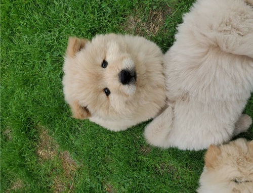adoptovat štěňata chow chow  adoptovat štěňata chow chow