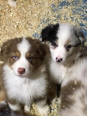  �t��ata australsk�ho ov��ka