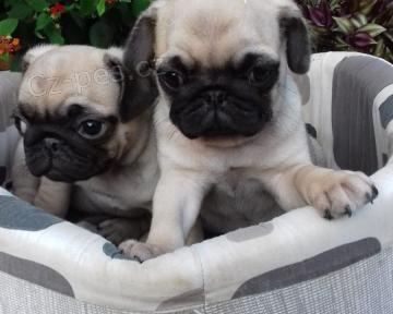 Roztomil� �t���tka Mops pro dobr� domovy