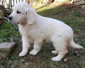 P��e o ZLAT� RETRIEVER �t��ata pro dobr� domov