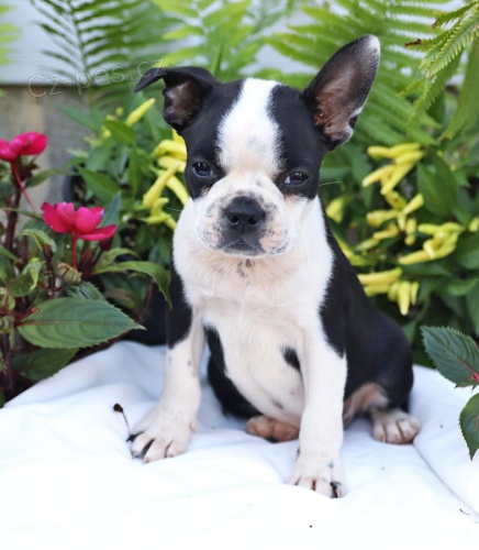 roztomil� �t�n� Boston Terrier