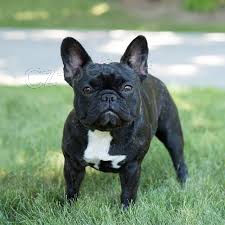 - Roztomil� francouzsk� buldo�ek a fena p�ipraven� pro nov� domov pro v�ce informac� a fotografi� po�lete sv� WhatsApp ��slo