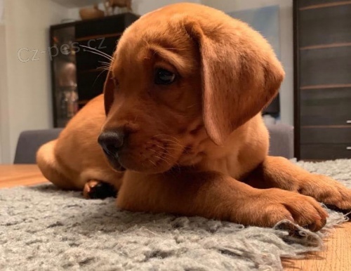 labrador�ky retr�v�i hledaj�c� nov� domovy