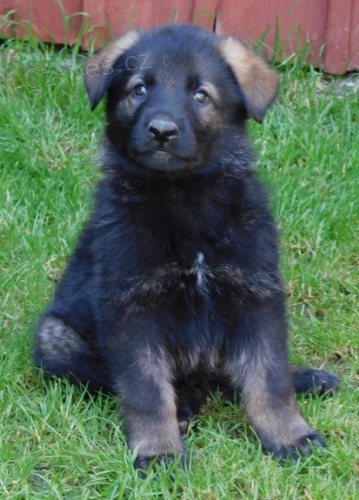 Německý ovčák Německý ovčák