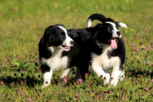 Border Collie �t��ata k dispozici mu� a �ena