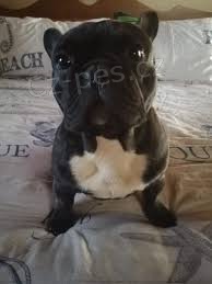 Vhodn� francouzsk� buldo�ek a fena p�ipraven� pro nov� domov pro v�ce informac� a fotografi� odes�latele ��sla Whatsapp