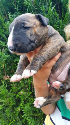 Anglick� bulteri�r s pr�kazem p�vodu