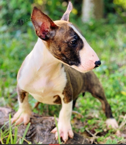 �t���tka anglick�ho Bulteri�ra k adopci