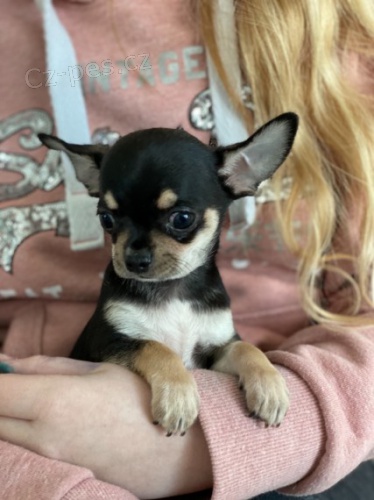 Kr�sn� �aj �ivava �t��ata