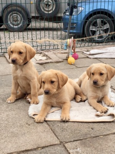 štěňátka Labradorského retrívra štěňátka Labradorského retrívra