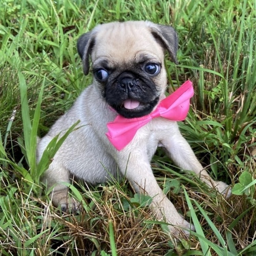 MOPS�K �T��ATA S PP 