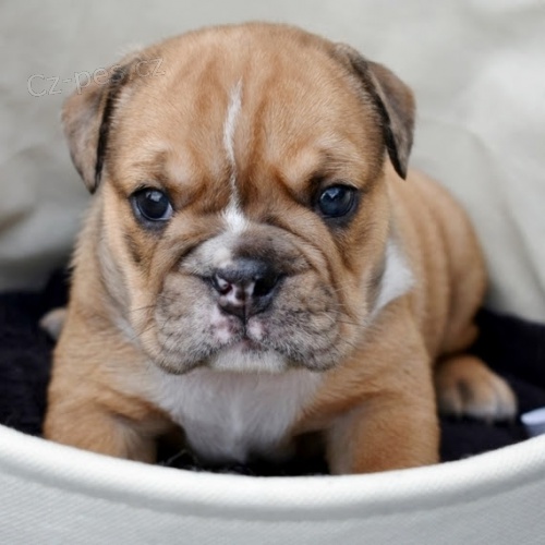 Zdrav� �t���tka anglick�ho buldoka