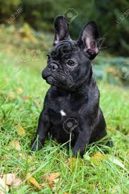 M�me kr�sn� a velmi inteligentn� 70denn� �t��ata francouzsk�ho buldo�ka, zdrav� psy a feny. Pro v�ce informac� kontaktujte sv� WhatsApp ��slo