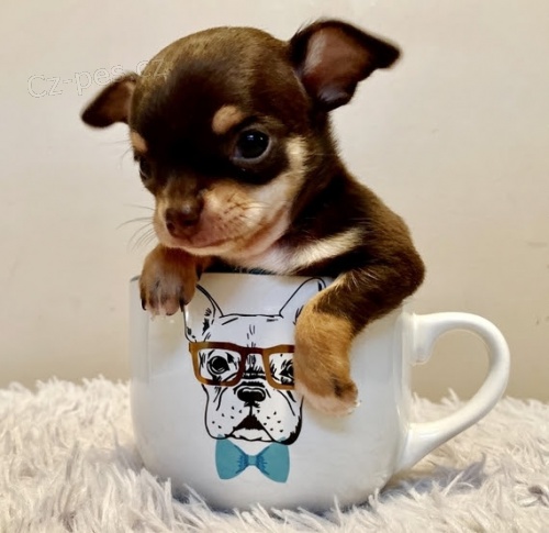 Miniaturn� �ivava �t��ata