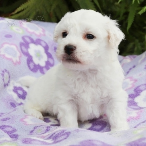 zdravá Bichon frise zdravá Bichon frise