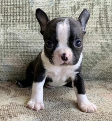 Bostonsk� teri�r  �t��ata