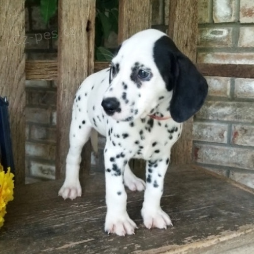 Dalmatin �t�n�tka