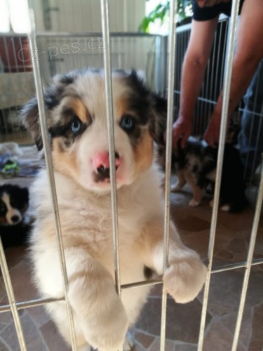 Australsk� ov��k pro nov� rodi�e