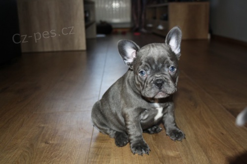   Francouzsk� buldok �t��ata